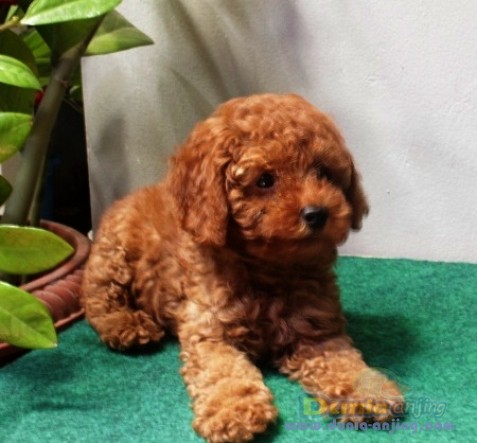 red toy poodle harga