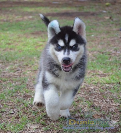 Dunia Anjing | Jual Anjing Siberian Husky - 2 Cute Siberian Husky For Sale