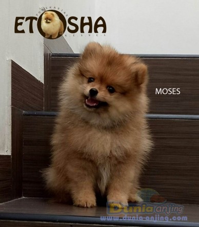 Dunia Anjing | Jual Anjing Pomeranian - Jual Anak Pom ...