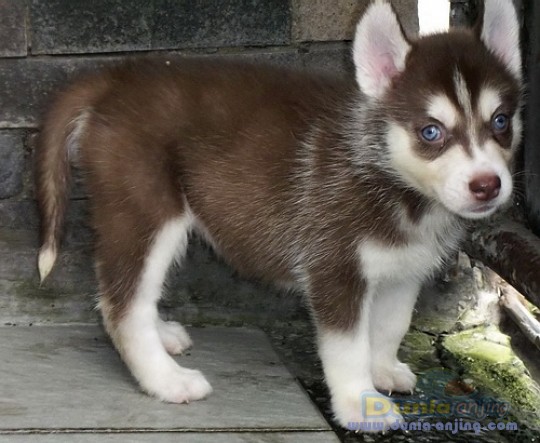 Dunia Anjing | Jual Anjing Siberian Husky - Siberian Husky Puppies