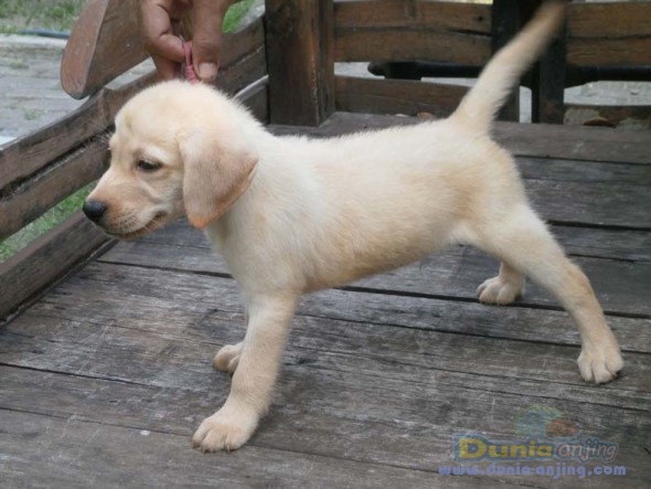 Dunia Anjing  Jual Anjing Labrador Retriever - Labrador 