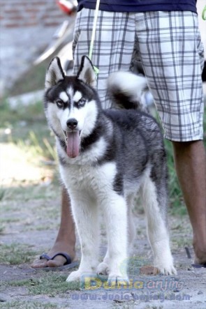 Dunia Anjing | Jual Anjing Siberian Husky - For Sale Husky Remaja